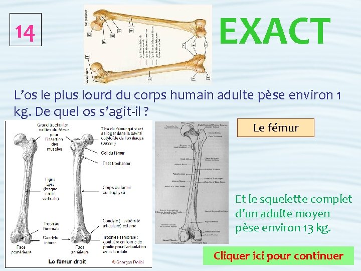 14 EXACT L’os le plus lourd du corps humain adulte pèse environ 1 kg.