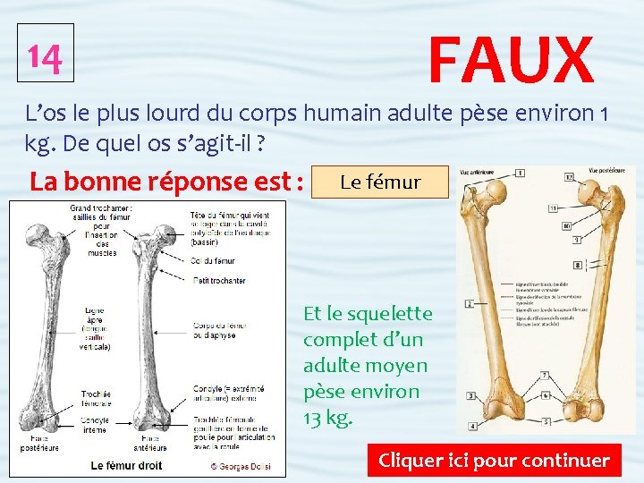 FAUX 14 L’os le plus lourd du corps humain adulte pèse environ 1 kg.