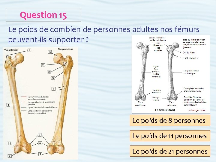 Question 15 Le poids de combien de personnes adultes nos fémurs peuvent-ils supporter ?