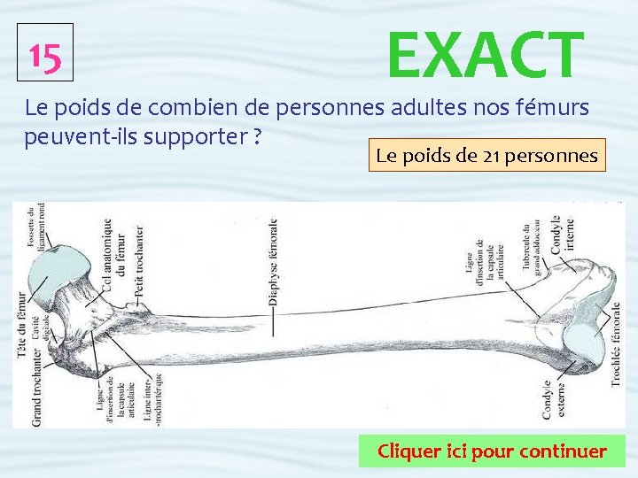 15 EXACT Le poids de combien de personnes adultes nos fémurs peuvent-ils supporter ?