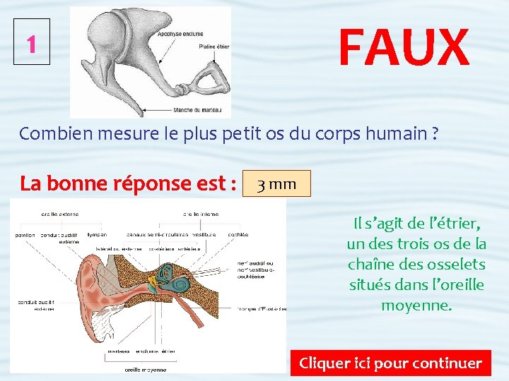 FAUX 1 Combien mesure le plus petit os du corps humain ? La bonne