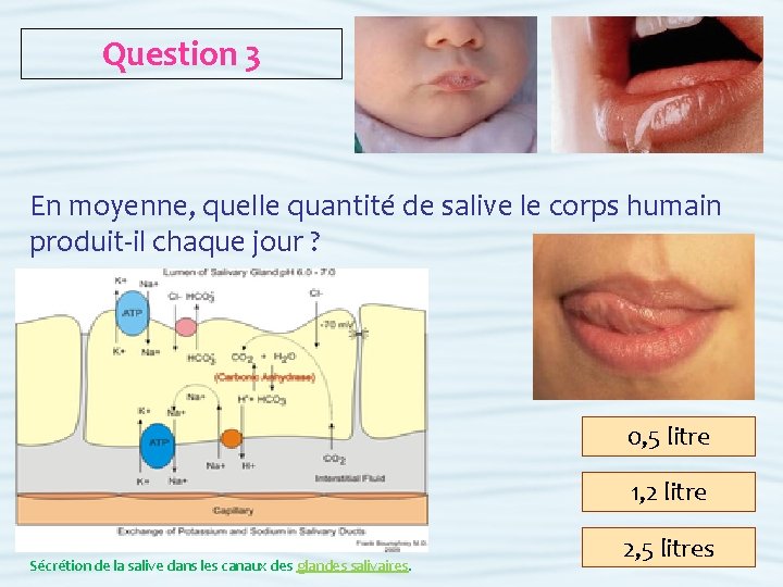 Question 3 En moyenne, quelle quantité de salive le corps humain produit-il chaque jour