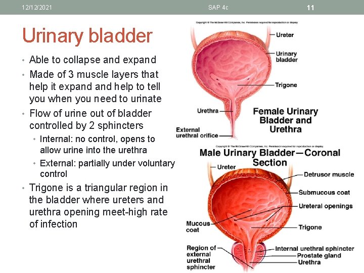 12/12/2021 Urinary bladder • Able to collapse and expand • Made of 3 muscle