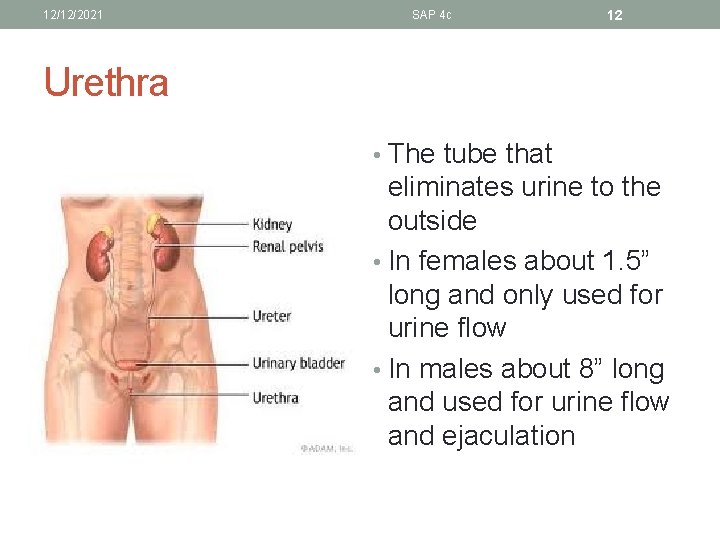 12/12/2021 SAP 4 c 12 Urethra • The tube that eliminates urine to the