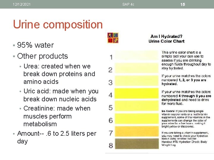 12/12/2021 Urine composition • 95% water • Other products • Urea: created when we