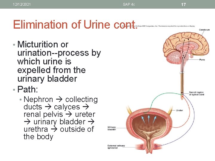 12/12/2021 SAP 4 c Elimination of Urine cont. • Micturition or urination--process by which