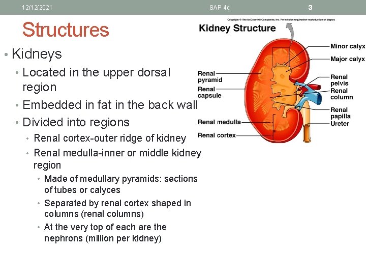 12/12/2021 Structures • Kidneys • Located in the upper dorsal region • Embedded in