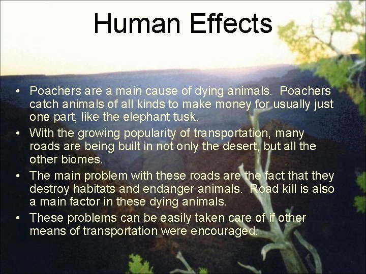 Human Effects • Poachers are a main cause of dying animals. Poachers catch animals