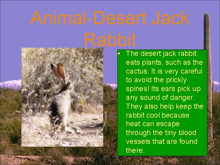 Animal-Desert Jack Rabbit • The desert jack rabbit eats plants, such as the cactus.
