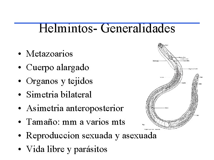 Helmintos- Generalidades • • Metazoarios Cuerpo alargado Organos y tejidos Simetria bilateral Asimetria anteroposterior