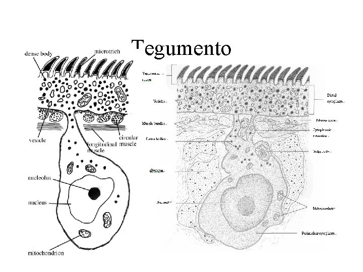 Tegumento 