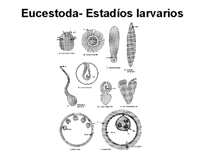 Eucestoda- Estadíos larvarios 