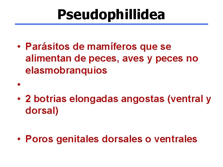 Pseudophillidea • Parásitos de mamíferos que se alimentan de peces, aves y peces no