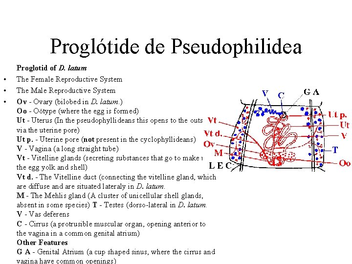 Proglótide de Pseudophilidea • • • Proglotid of D. latum The Female Reproductive System
