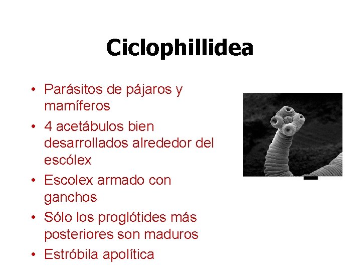 Ciclophillidea • Parásitos de pájaros y mamíferos • 4 acetábulos bien desarrollados alrededor del