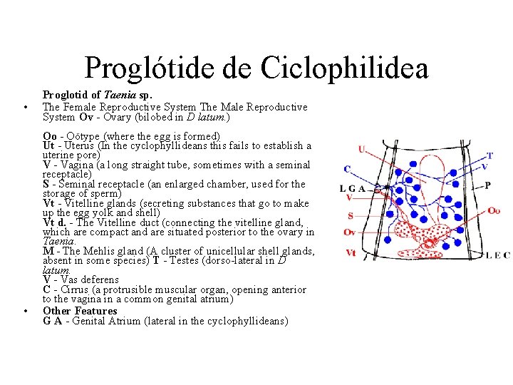 Proglótide de Ciclophilidea • • Proglotid of Taenia sp. The Female Reproductive System The