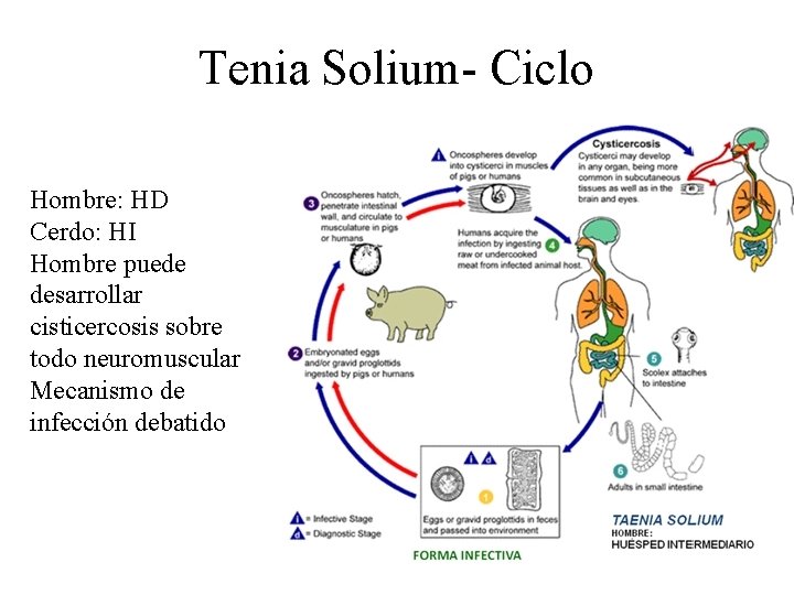 Tenia Solium- Ciclo Hombre: HD Cerdo: HI Hombre puede desarrollar cisticercosis sobre todo neuromuscular