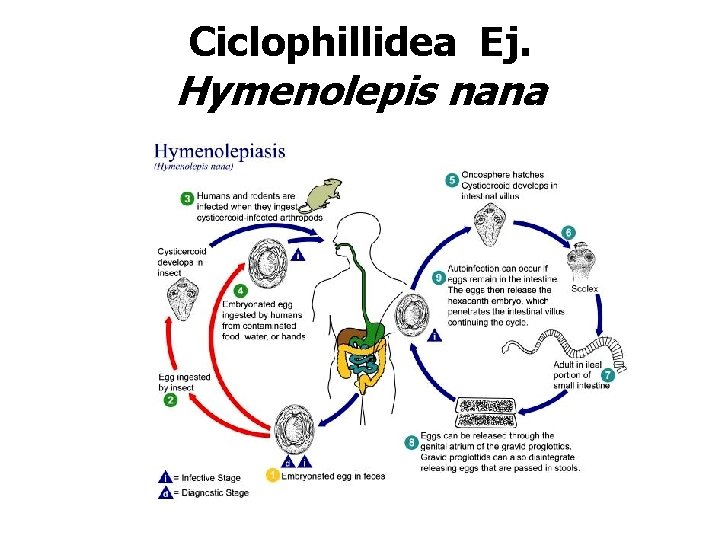 Ciclophillidea Ej. Hymenolepis nana 