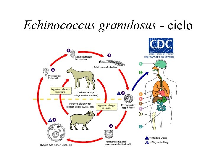 Echinococcus granulosus - ciclo 