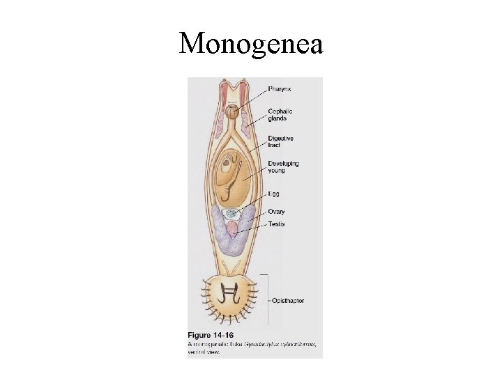 Monogenea 