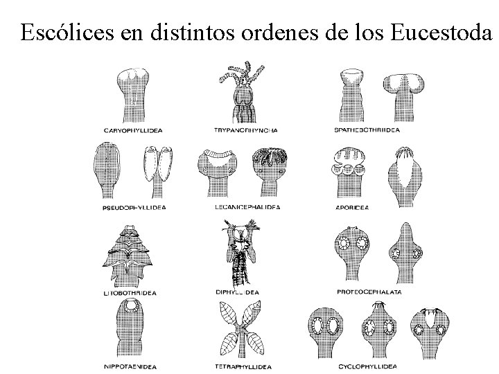 Escólices en distintos ordenes de los Eucestoda 