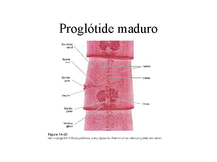 Proglótide maduro 