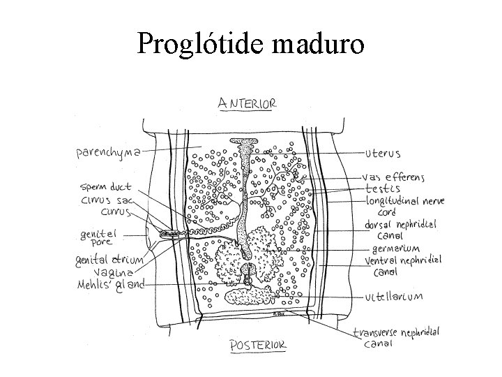 Proglótide maduro 