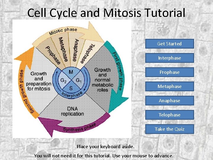 Cell Cycle and Mitosis Tutorial Get Started Interphase Prophase Metaphase Anaphase Telophase Take the