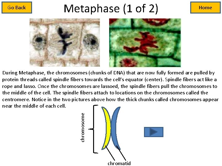 Go Back Metaphase (1 of 2) Home chromosome During Metaphase, the chromosomes (chunks of