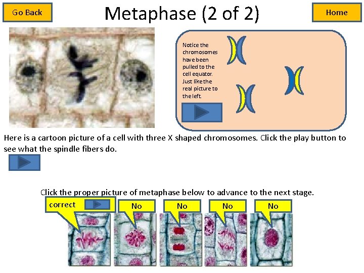 Metaphase (2 of 2) Go Back Home chromosome Notice the chromosomes have been pulled