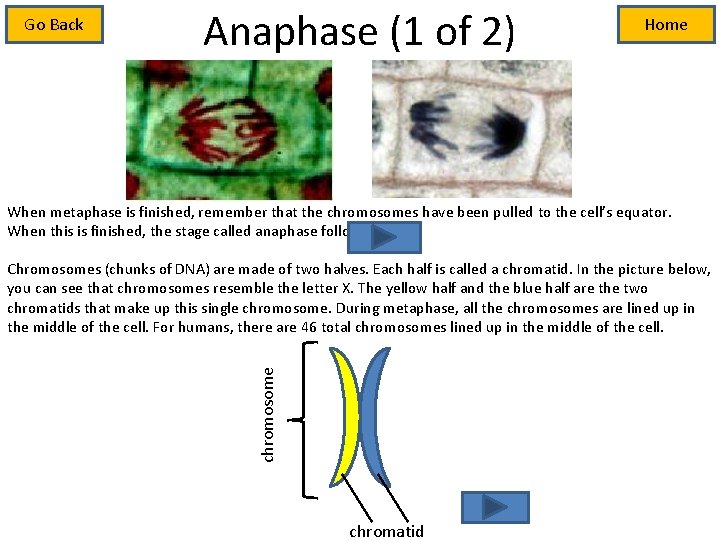 Go Back Anaphase (1 of 2) Home When metaphase is finished, remember that the