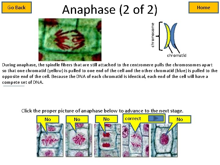Anaphase (2 of 2) Home chromosome Go Back chromatid During anaphase, the spindle fibers