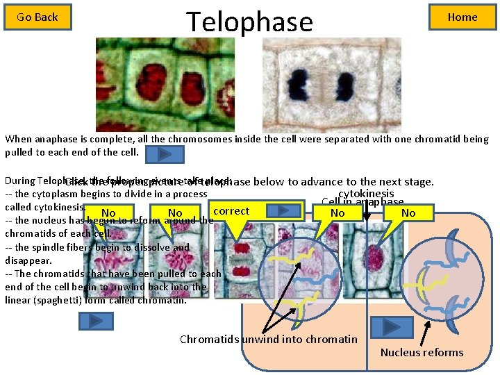 Go Back Telophase Home When anaphase is complete, all the chromosomes inside the cell