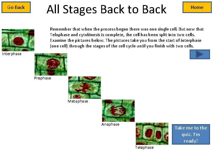 Go Back All Stages Back to Back Home Remember that when the process began