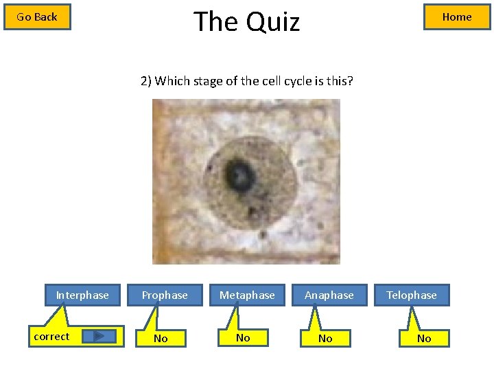 The Quiz Go Back Home 2) Which stage of the cell cycle is this?