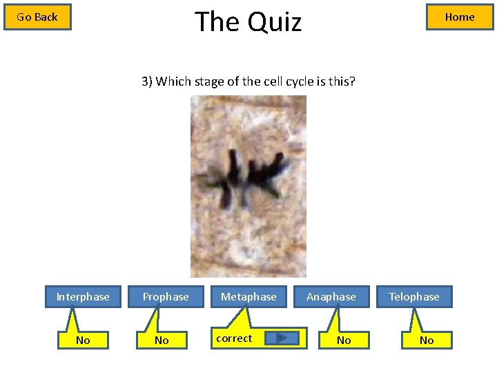 The Quiz Go Back Home 3) Which stage of the cell cycle is this?