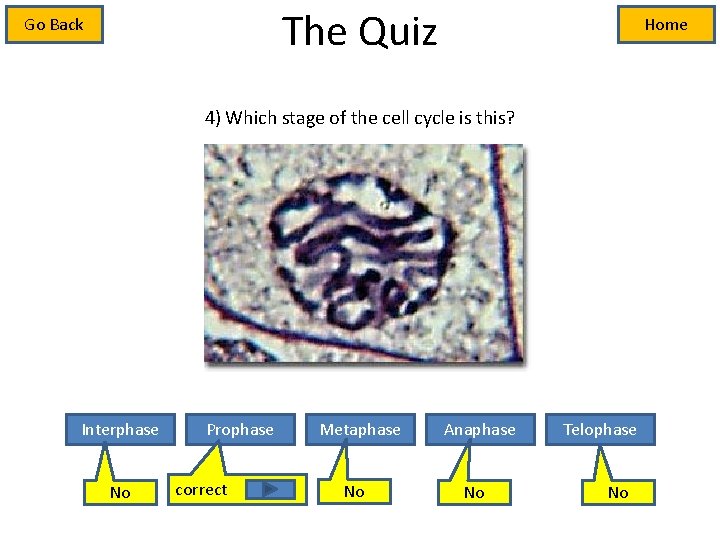 The Quiz Go Back Home 4) Which stage of the cell cycle is this?
