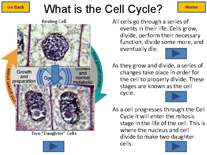 Go Back What is the Cell Cycle? Resting Cell Home All cells go through