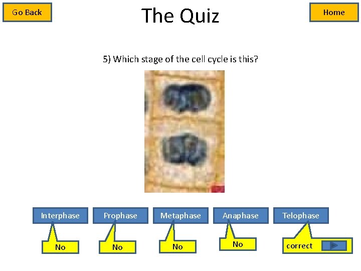 The Quiz Go Back Home 5) Which stage of the cell cycle is this?