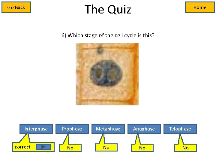 The Quiz Go Back Home 6) Which stage of the cell cycle is this?