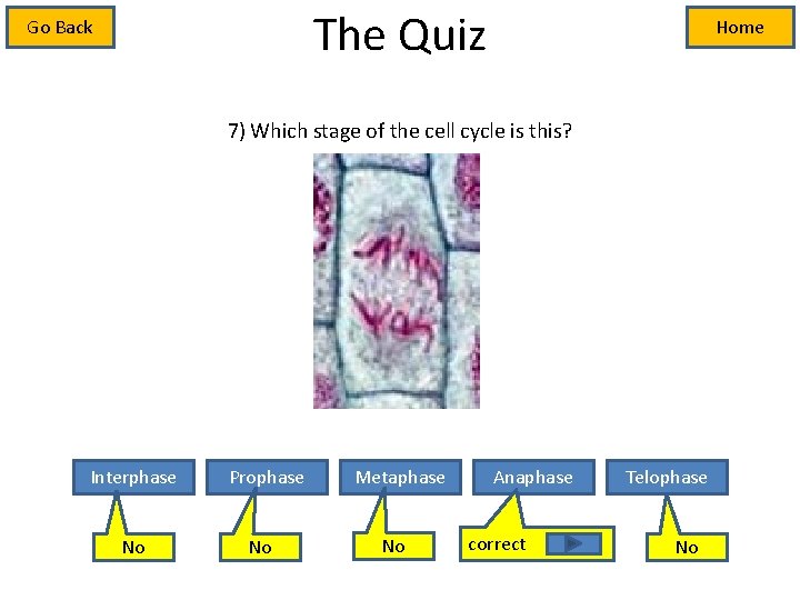 The Quiz Go Back Home 7) Which stage of the cell cycle is this?