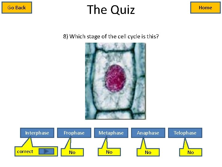 The Quiz Go Back Home 8) Which stage of the cell cycle is this?