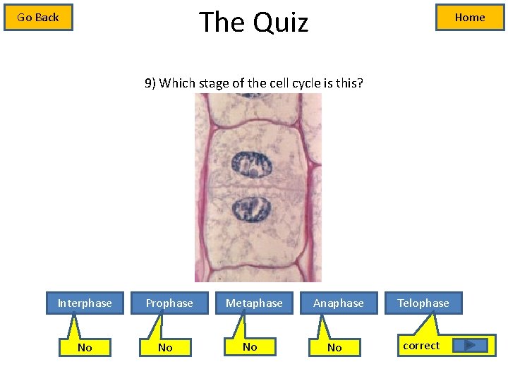 The Quiz Go Back Home 9) Which stage of the cell cycle is this?