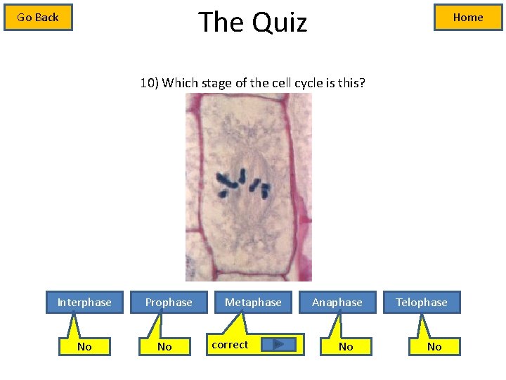 The Quiz Go Back Home 10) Which stage of the cell cycle is this?