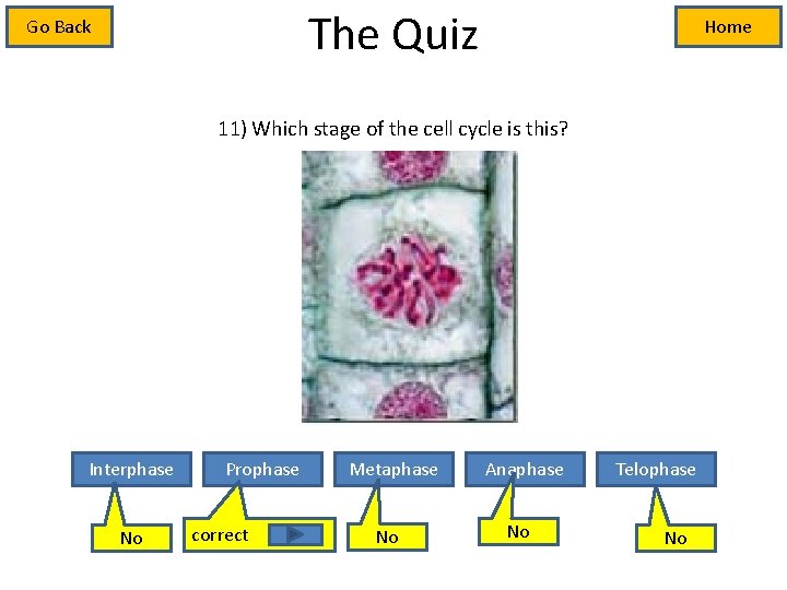 The Quiz Go Back Home 11) Which stage of the cell cycle is this?