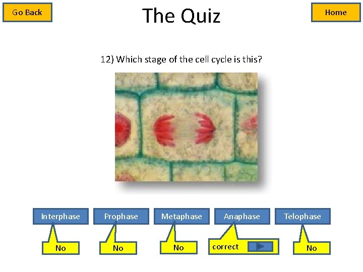 The Quiz Go Back Home 12) Which stage of the cell cycle is this?
