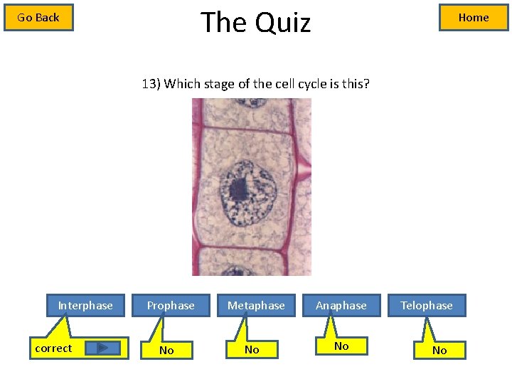 The Quiz Go Back Home 13) Which stage of the cell cycle is this?