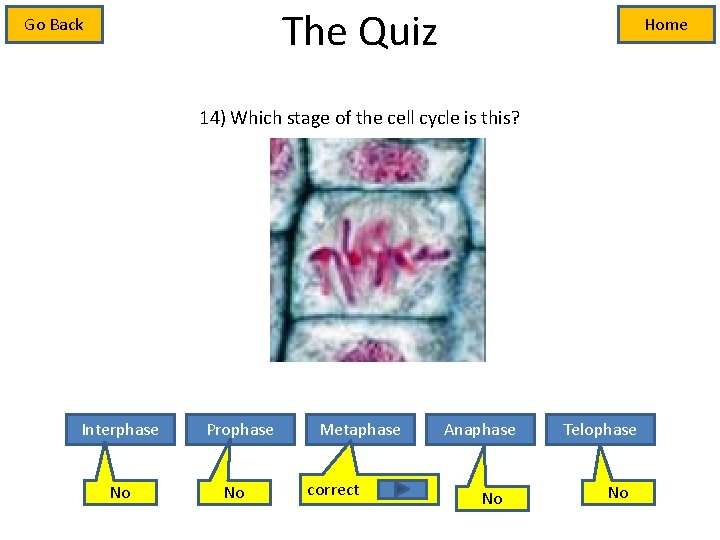 The Quiz Go Back Home 14) Which stage of the cell cycle is this?