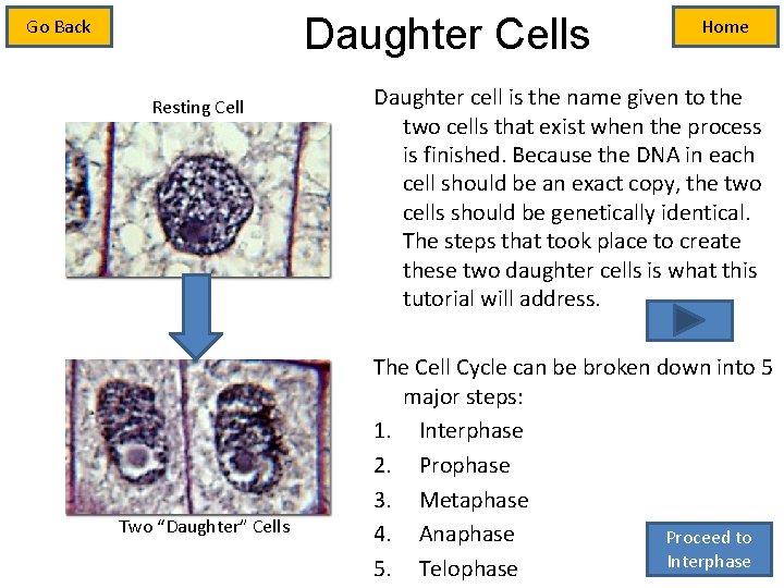 Daughter Cells Go Back Resting Cell Two “Daughter” Cells Home Daughter cell is the