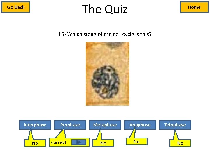 The Quiz Go Back Home 15) Which stage of the cell cycle is this?